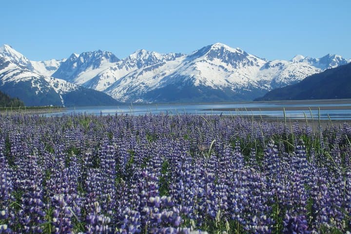 Anchorage Half-Day Wildlife and Glacier Tour: Turnagain Arm, AWCC, and Rainforest Walk photo 2