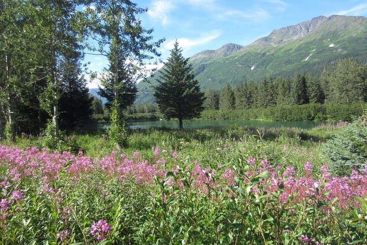 Explore Alaska’s Turnagain Arm: Wildlife, Glaciers, and Scenic Seward Highway Adventure photo 3