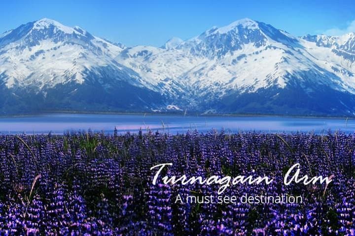 Explore Alaska’s Turnagain Arm: Wildlife, Glaciers, and Scenic Seward Highway Adventure photo 2
