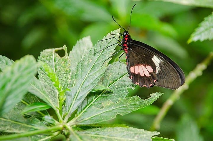 Selvatura Park Eco Adventure: Monteverde Tree Top Walkways & Butterfly Garden photo 4