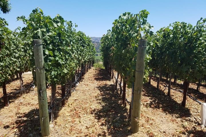 Private 6-Hour Napa & Sonoma Wine Country Tour: Chauffeured Tasting Experience photo 2