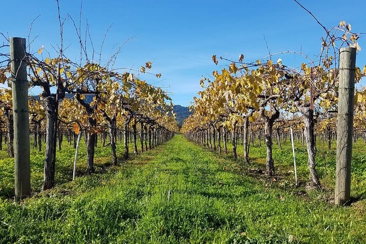 Private 8-Hour Napa & Sonoma Wine Country Tour — Sedan, SUV or Limo photo 2