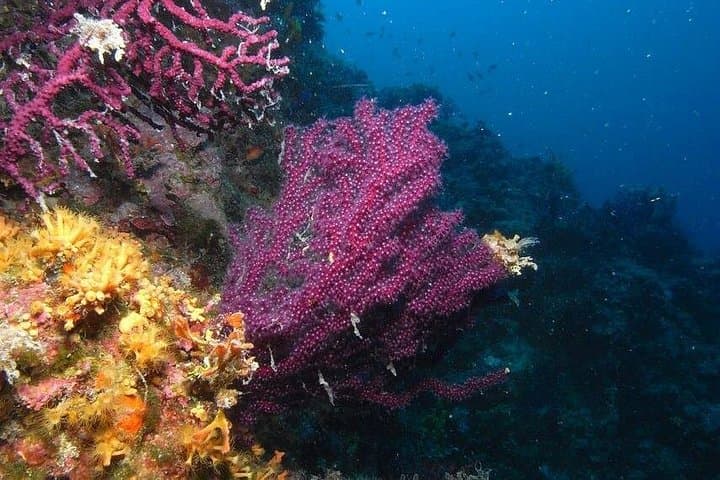 Abu Dabab Snorkeling — Swim with Turtles and Dugongs in Marsa Alam photo 1