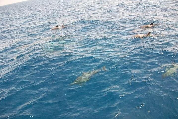 Dolphin House Snorkeling Cruise from Hurghada — Red Sea Dolphins & Coral Reefs photo 2