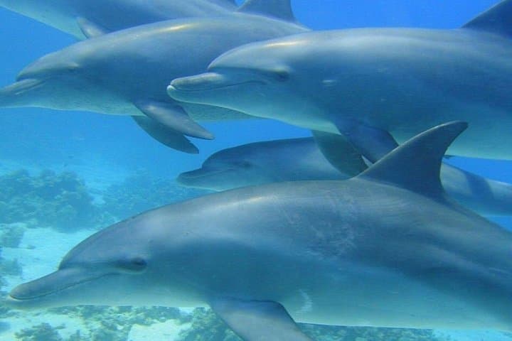 Dolphin House Snorkeling Cruise from Hurghada — Red Sea Dolphins & Coral Reefs photo 4