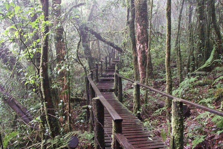 Doi Inthanon Day Tour: Chiang Mai’s Highest Peak, Waterfalls & Twin Chedis photo 3