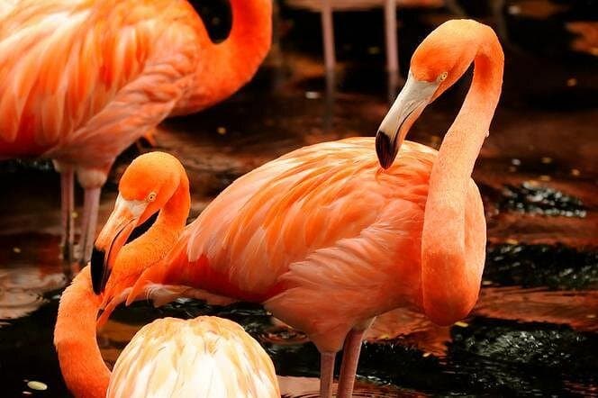Singapore Zoo Morning: Jungle Breakfast with Orangutans & One-Way Transfer photo 3
