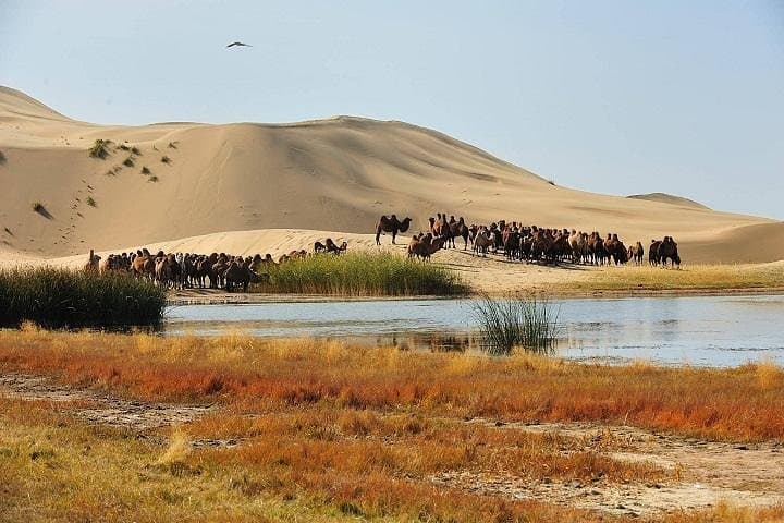 Best 5-Day Central Mongolia Tour — Hustai, Elsen Tasarkhai & Kharkhorin photo 4