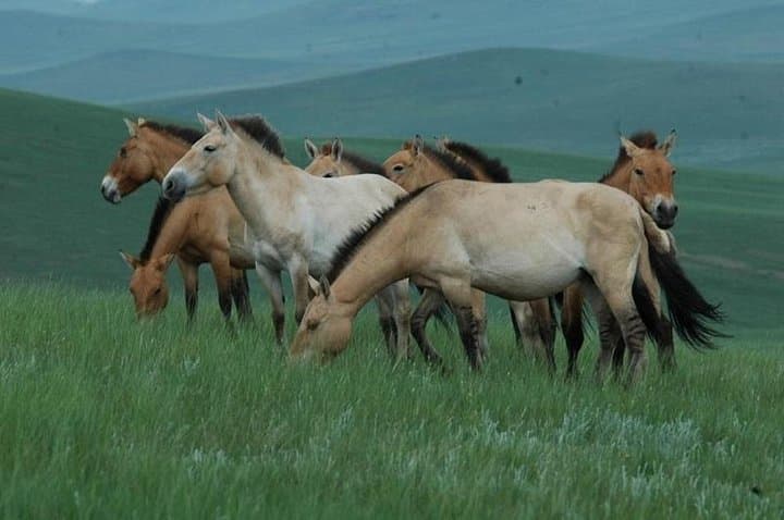 Exploring Hustai National Park: Mongolia’s Wild Horse Sanctuary and Scenic Adventure