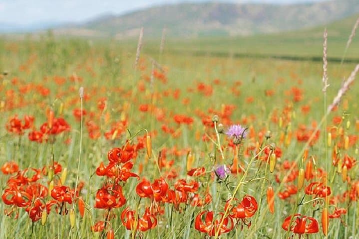 Exploring Hustai National Park: Mongolia’s Wild Horse Sanctuary and Scenic Adventure photo 2