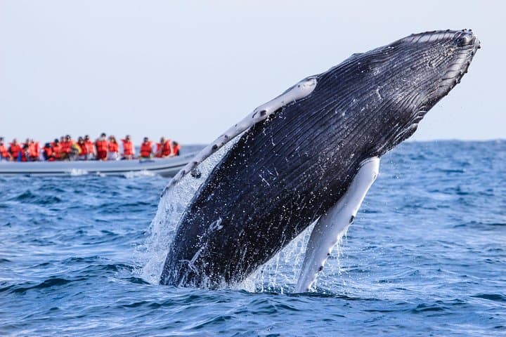 Los Cabos Whale-Watching Fast Zodiac Tour to El Arco photo 5