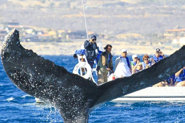 Los Cabos Whale-Watching Fast Zodiac Tour to El Arco photo 6