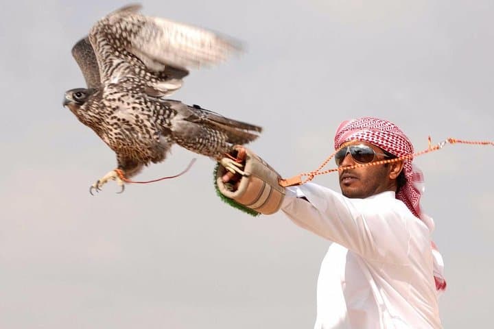 Desert Falconry at Sunset: Private Falcon Show & Bedouin BBQ in Dubai