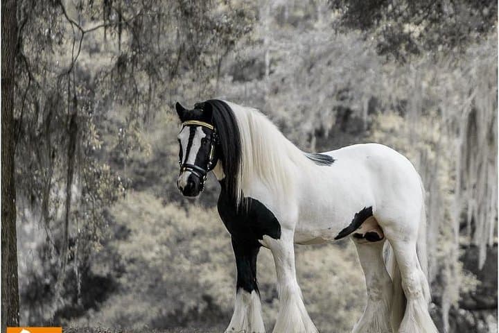 Gypsy Gold Farm Tour — Meet Gypsy Vanner Horses Near Orlando