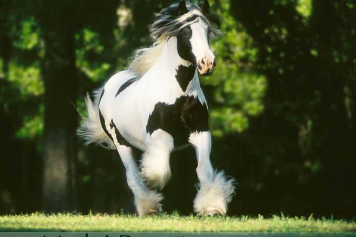 Gypsy Gold Farm Tour — Meet Gypsy Vanner Horses Near Orlando photo 2