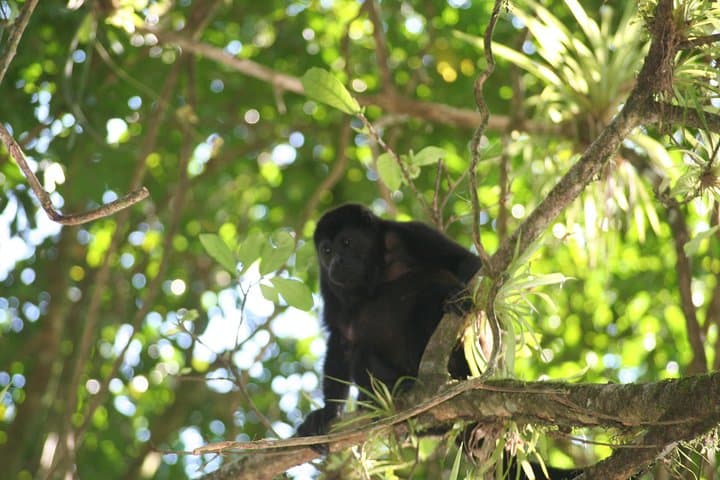 Peñas Blancas River Safari Float — Wildlife Cruise from La Fortuna photo 5