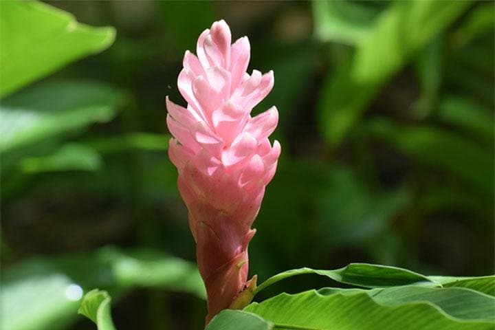 Half-Day Barbados Tour: Harrison's Cave, Hunte's Garden & Bathsheba Views