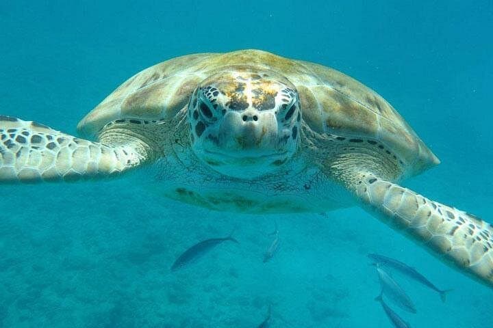 Carlisle Bay Snorkel Cruise & Beach Day — Turtle and Shipwreck Adventure in Barbados photo 2