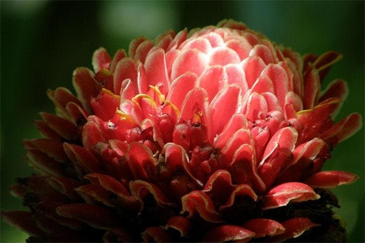 Half-Day Barbados Garden & Wildlife Tour — Flower Forest, Bathsheba & Green Monkeys photo 2