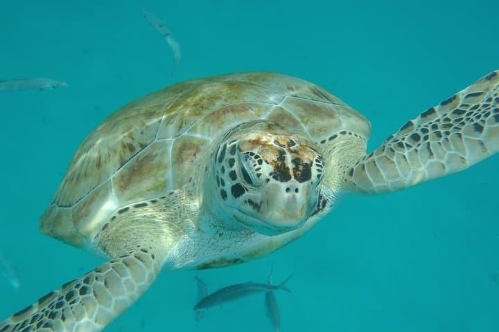 Barbados Island Tour: Monkey Feeding, Bathsheba & Turtle Snorkel in Carlisle Bay