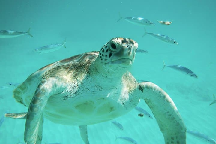 Harrison's Cave Tram and Carlisle Bay Snorkel — Swim with Turtles in Barbados photo 2