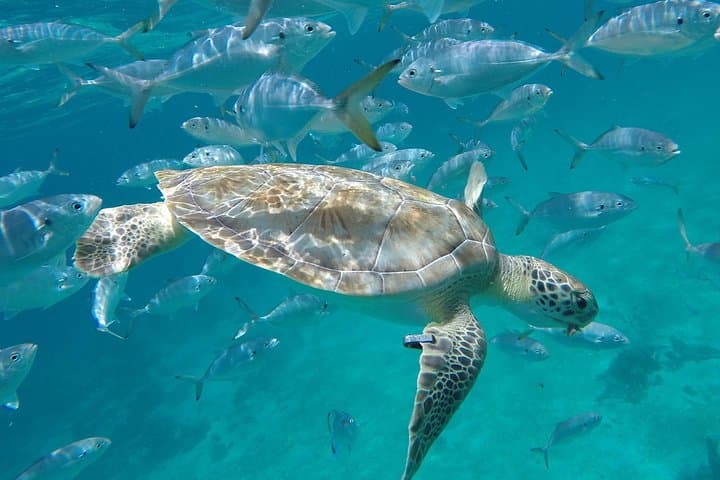 Carlisle Bay Snorkel Cruise & Beach Day — Turtle and Shipwreck Adventure in Barbados