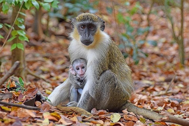Barbados Monkey-Feeding at the Wildlife Reserve and North Point Cliff Views