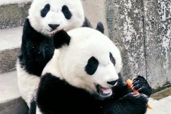 Xi'an Private Day Tour: Qinling Wild Zoo, Seasonal Fruit-Picking & Farm Dinner