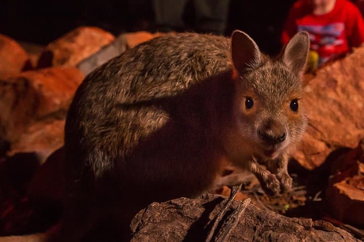 Alice Springs Desert Park Nocturnal Tour: Spotlight on Bilbies & Desert Wildlife