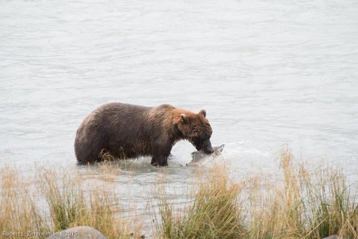 Chilkoot Lake Wildlife Viewing Near Haines: Eagles, Seals & Bears on a 2.5‑Hour Guided Tour photo 3