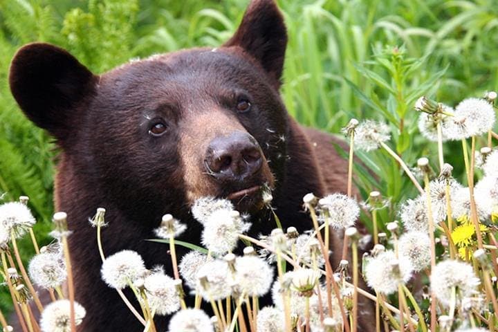 Chilkat Valley Full-Day Photography Tour from Haines — Wildlife & Landscape Workshop photo 3