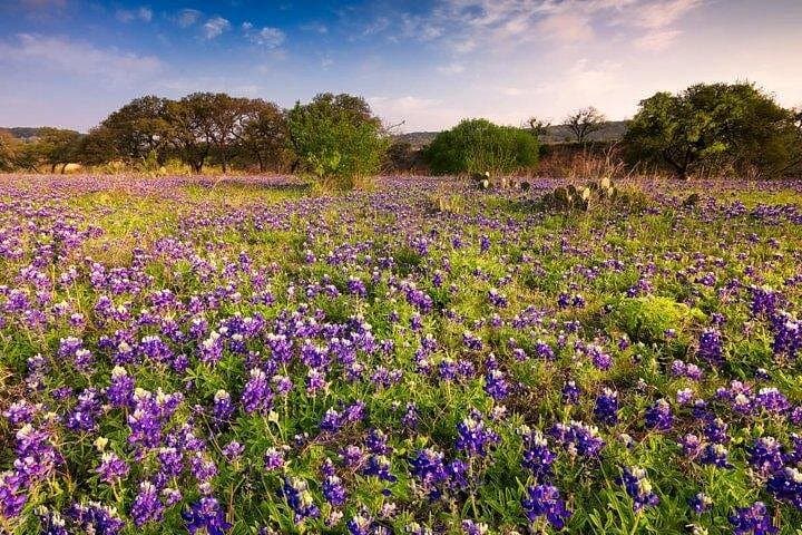 Fredericksburg Wine Tour: 3 Wineries, Lunch & Hill Country Scenic Drive photo 2