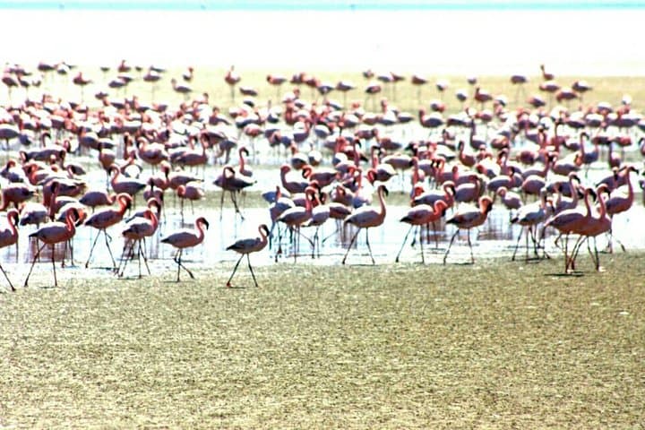 Walvis Bay Half-Day Tour: Climb Dune 7, Pelican Point & See Seals photo 2