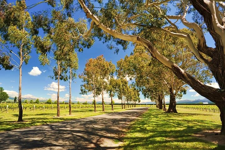 Half-Day Marlborough Wine Tour from Blenheim — 3–4 Cellar Doors in an Afternoon photo 2
