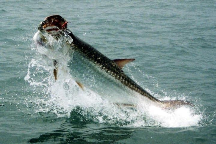 Exploring Fort Lauderdale’s Inshore Fishing Charters: An Immersive Coastal Adventure photo 2