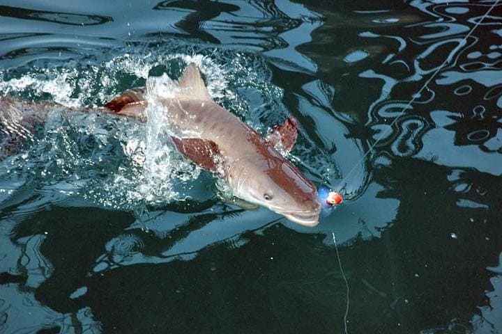 Clearwater Inshore Fishing Charter: A Guided Adventure in Florida’s Diverse Backcountry Waters photo 5