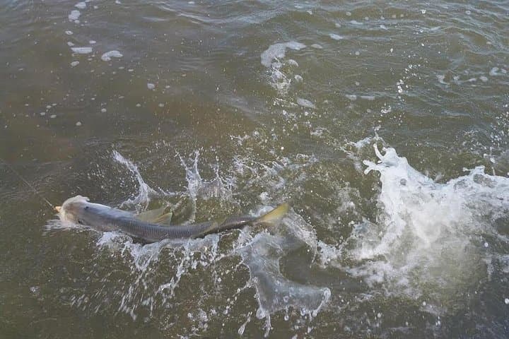 Holiday Inshore Fishing Charters — Anclote River to Anclote Key Inshore Fishing Trips photo 2