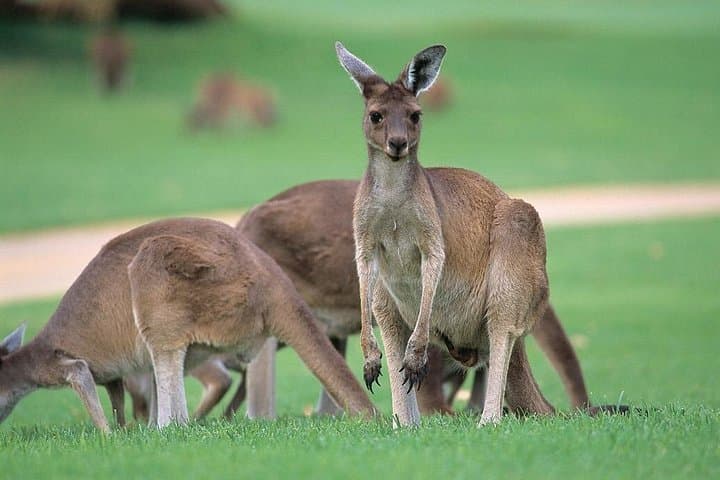 Perth to Fremantle & Swan Valley: Full-Day Tour with Caversham Wildlife Park photo 2