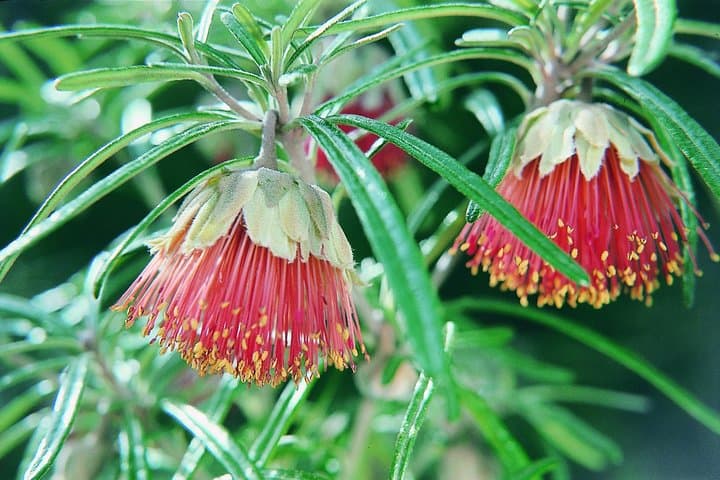 Full-Day Yanchep National Park, Crystal Cave & Hillarys Boat Harbour Tour photo 2