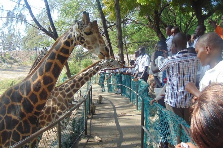 Haller Park Half-Day: Coastal Wildlife and Reclaimed Quarry Walk from Mombasa photo 2