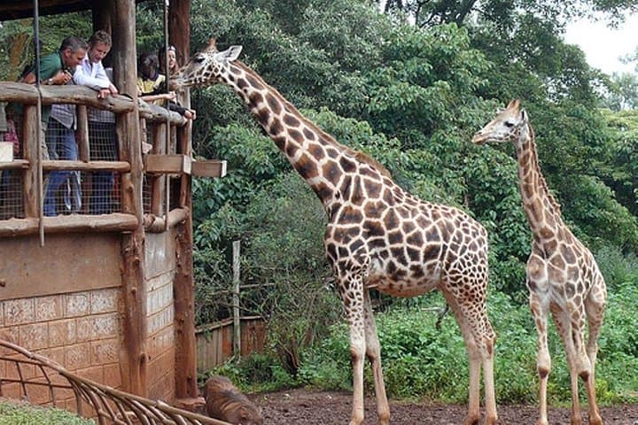 Full-Day Nairobi Cultural & Wildlife Tour — Carnivore, Blixen Museum & Giraffe Centre photo 2