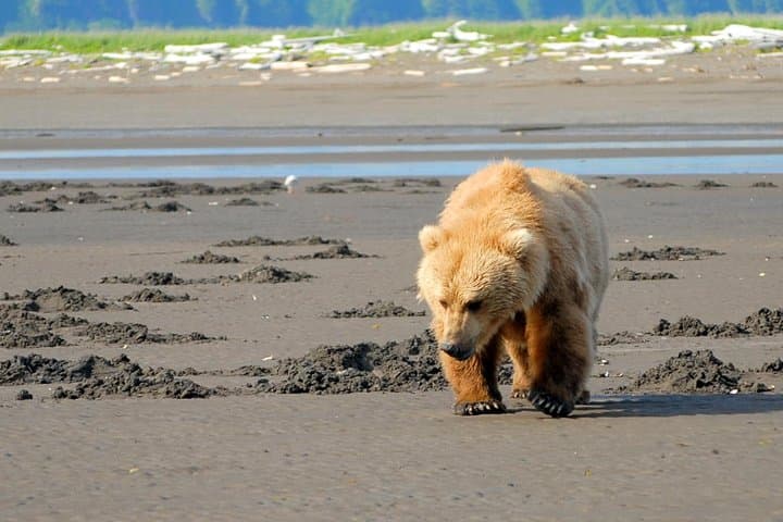 Alaska Bear-Viewing Day Trip from Homer — Bush Plane to Katmai’s Coastal Brown Bears photo 1