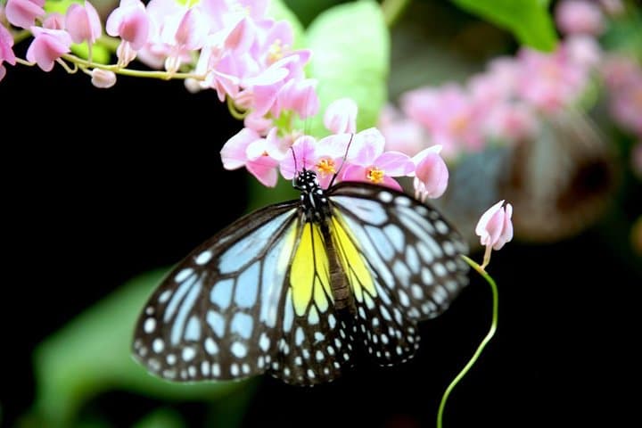 KL Lake Gardens Tour: Orchid, Bird & Butterfly Parks — Private Half-Day Experience photo 6