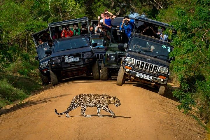 Private 2-Day Leopard Safari in Yala National Park from Colombo