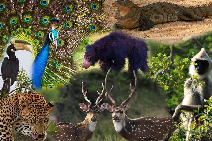 Private 2-Day Leopard Safari in Yala National Park from Colombo photo 5