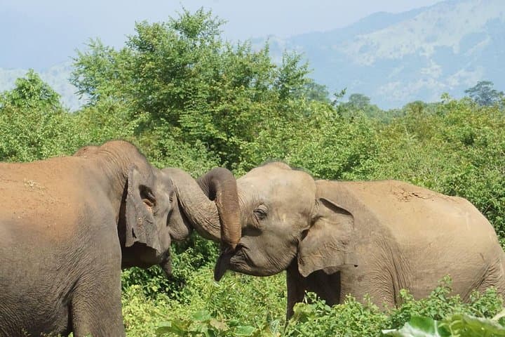 Full-Day Udawalawe Safari from Bentota — Elephant Encounters & Udawalawe Dam photo 5