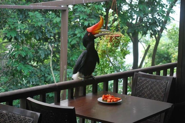 Inside KL Bird Park: Free-Flight Aviary, Hornbills & Private Pickup