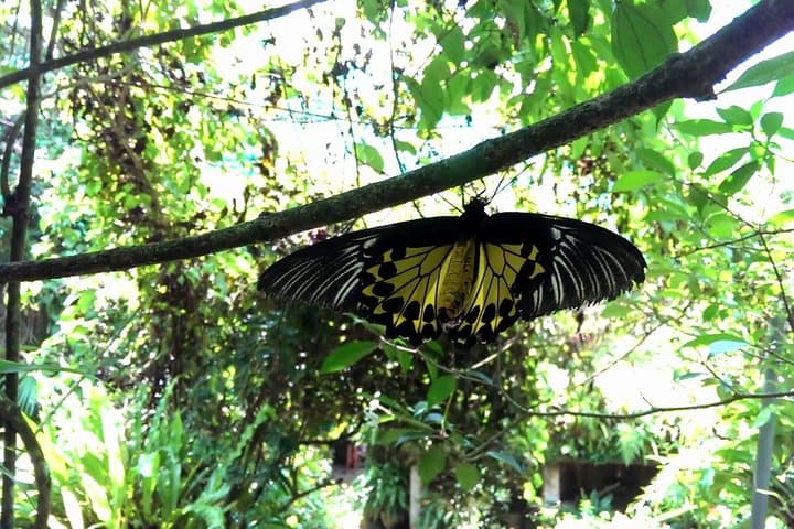 KL Butterfly Park Admission + Free Kuala Lumpur Landmarks City Tour photo 3