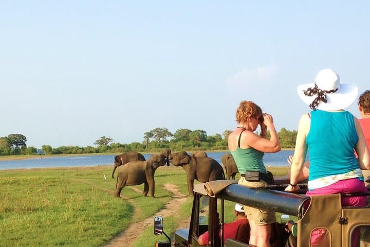 Early-Morning Minneriya Jeep Safari from Sigiriya: Giant Herds & Reservoir Views photo 3