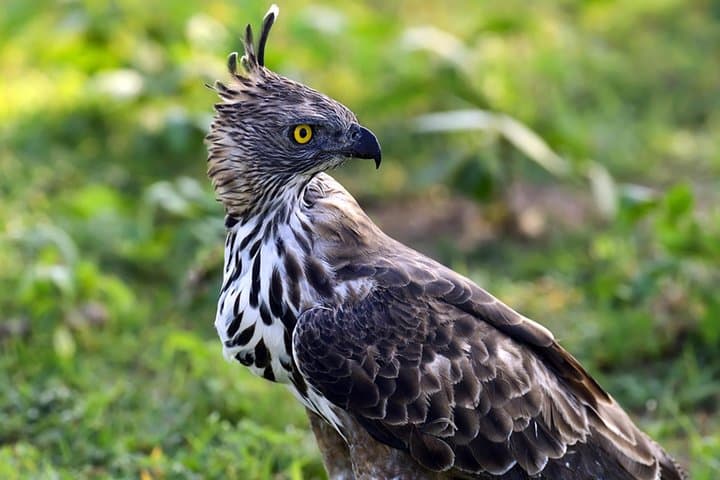 Udawatte Kele Sanctuary Nature Tour from Bentota: Birding & Forest Walk in Kandy photo 2
